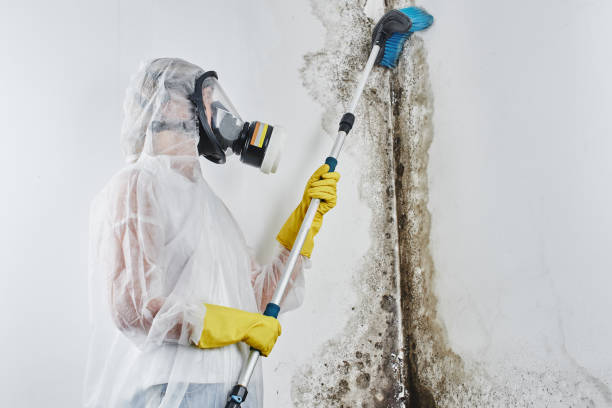 Best Mold Remediation  in Alexandria, VA