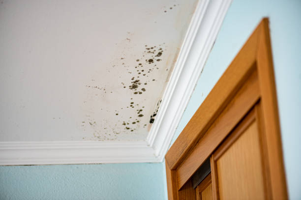 Best Residential Mold Removal  in Alexandria, VA