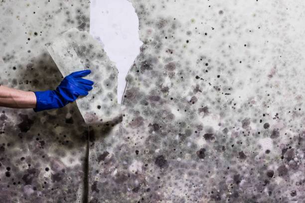 Best Affordable Mold Removal  in Alexandria, VA