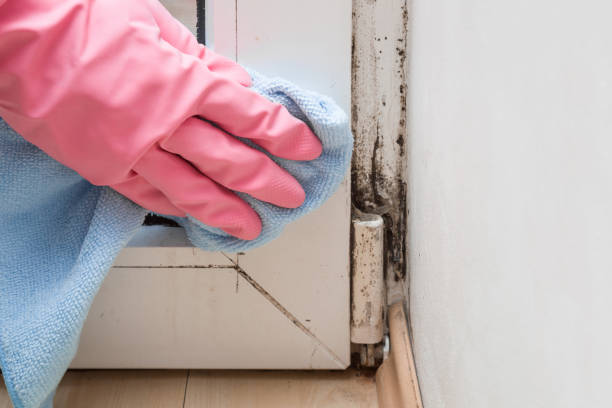 Attic Mold Removal in Alexandria, VA