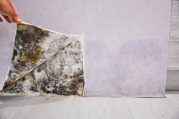 Best Mold Removal Company Near Me  in Alexandria, VA